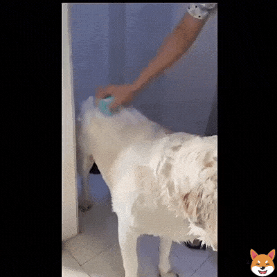 Brosse de massage pour chien - BRUSH MASSAGER™